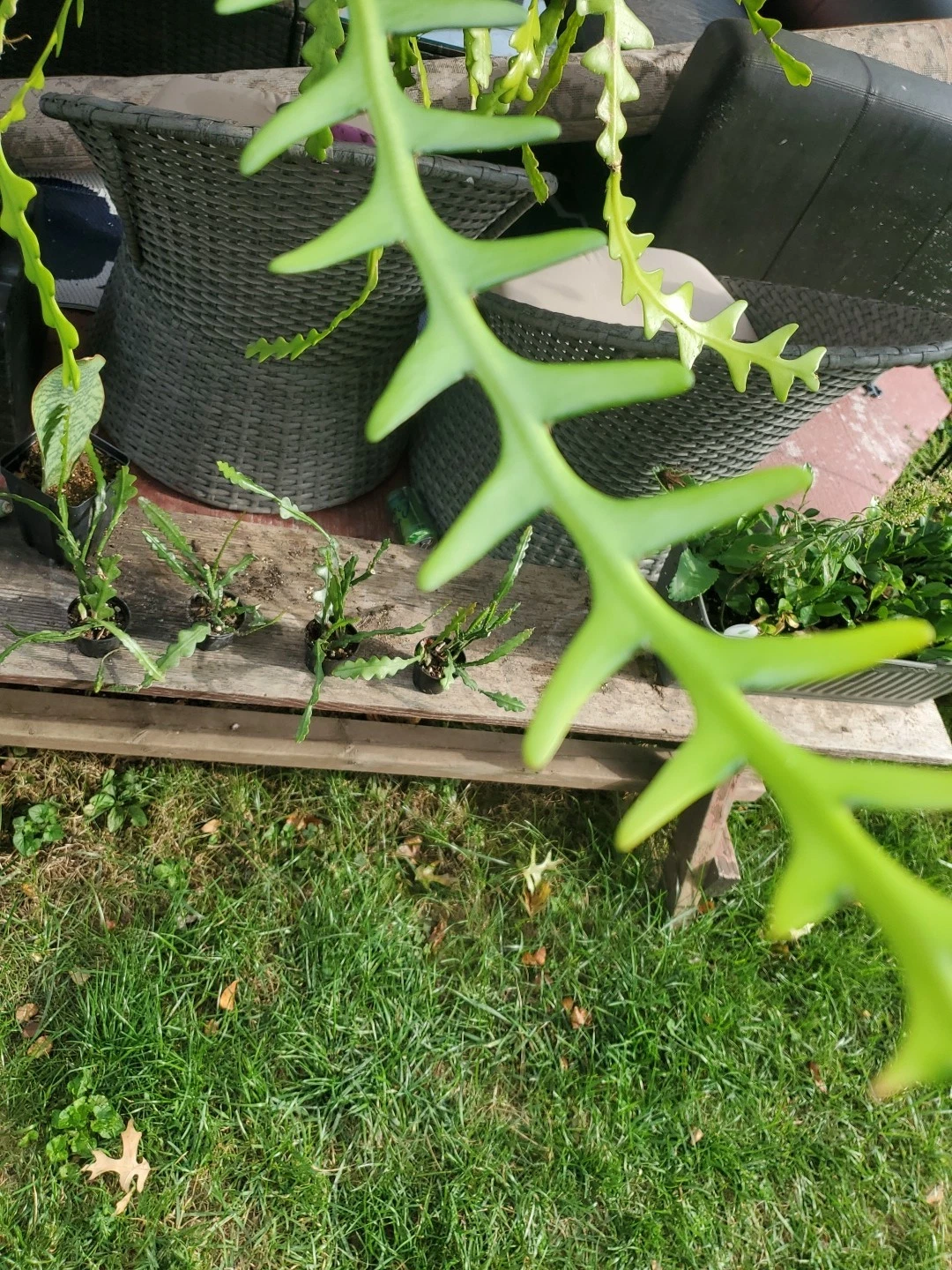 Fishbone Cactus Cuttings Set of 6 | Epiphyllum Anguliger Ric Rac Zig Zag Cactus Unrooted Plants
