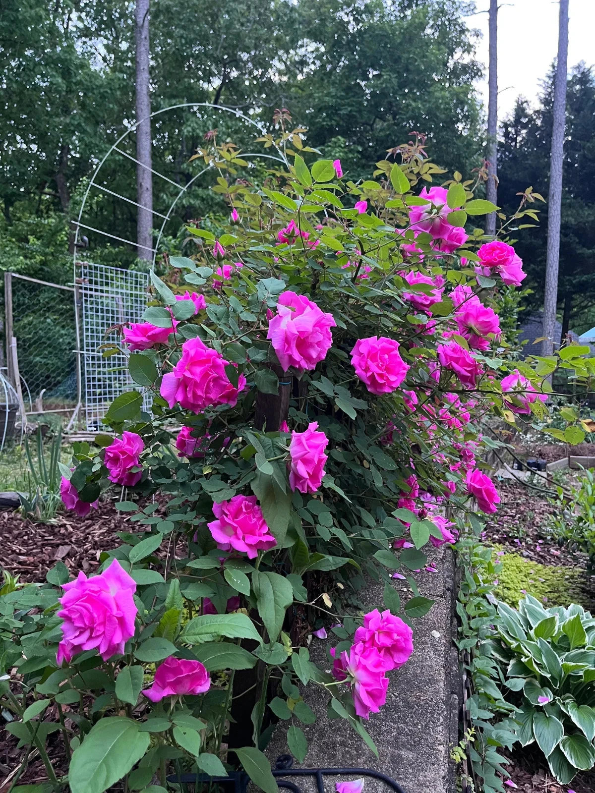 Zephirine Drouhin Rose Cuttings, 5 Live Unrooted Climbing Rose Propagation, Pink Flowers, Rosa ‘Zéphirine Drouhin’