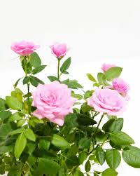 Miniature Pink Rose Bush Live Starter Plant in 2-Inch Pot, Compact Flowering Shrub Rosa spp.