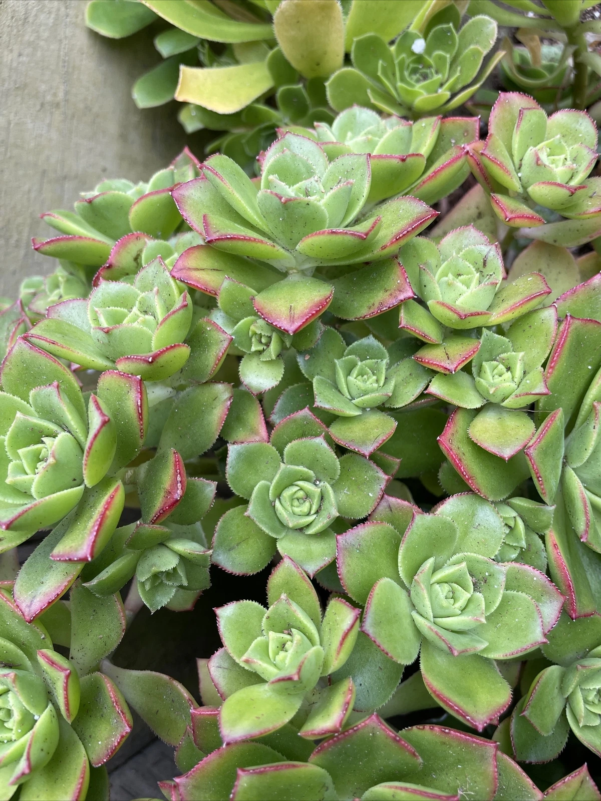 Aeonium Pinwheel Succulent Cuttings – 5 Unrooted Aeonium arboreum Rosettes for Propagation, 3 Inch Size, Easy to Grow Plant Collection