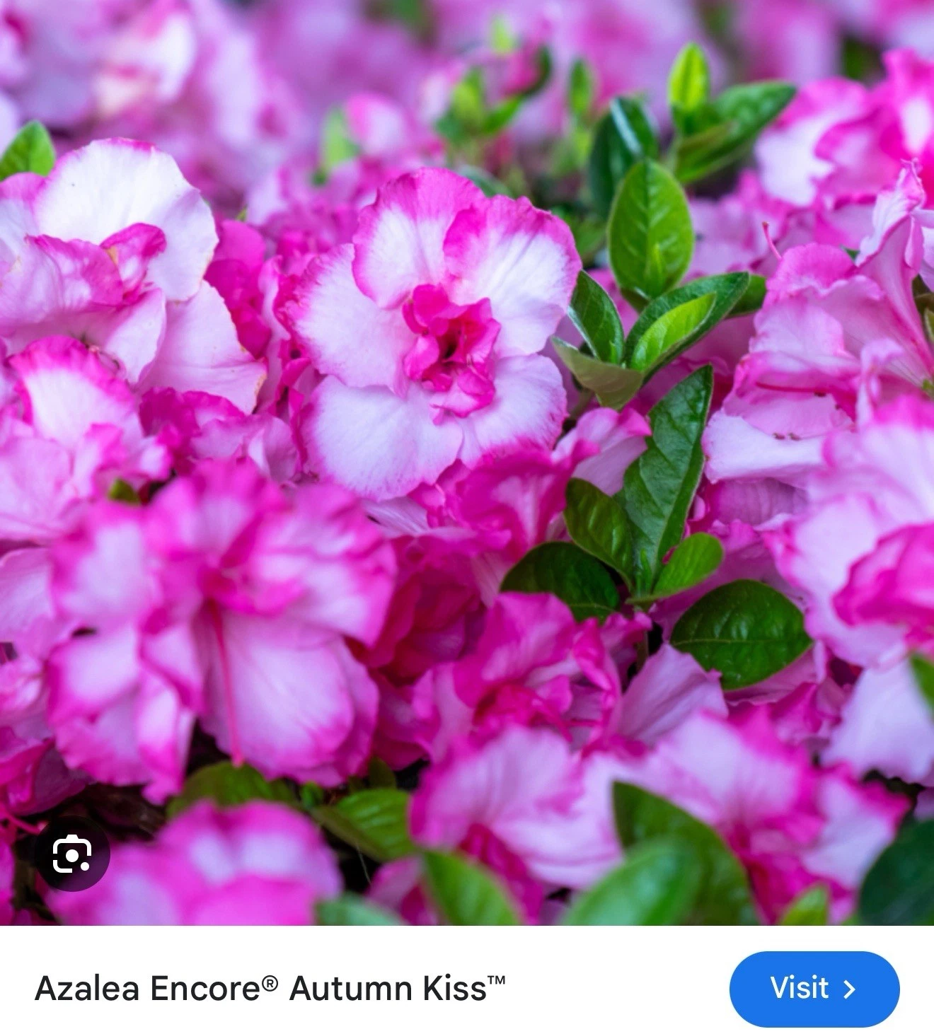 Encore Azalea ‘Autumn Kiss’ Starter Plant – Well-Rooted Deciduous Flowering Shrub with Soft Pink Blooms, Rhododendron