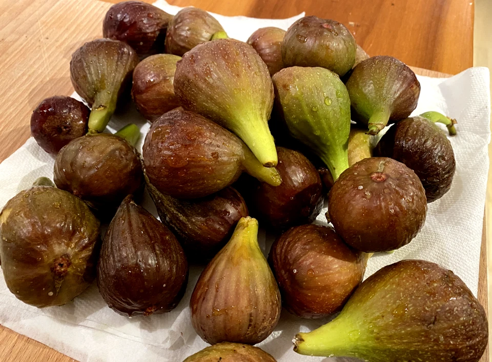 Violetta Fig Cuttings, Unrooted Ficus carica Propagation Set of 4, Cold Hardy Fig Tree Scions for Gardening and Rooting