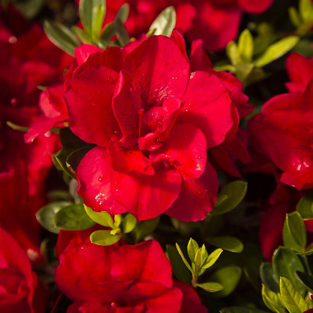 Encore Autumn Bonfire Azalea Rooted Starter Plant, Deciduous Rhododendron, Fall Foliage, Garden Shrub