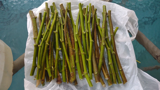 Hardy Chicago Fig Tree Cuttings – 20 Live Unrooted Ficus Carica Branches for Garden Propagation