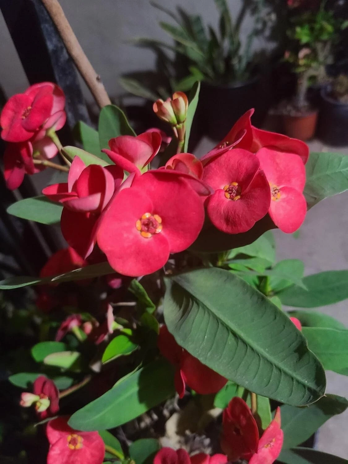 Euphorbia Milii Crown of Thorns Cuttings – Live Succulent Plant for Indoor Outdoor Growing, Easy to Root, Vibrant Bracts