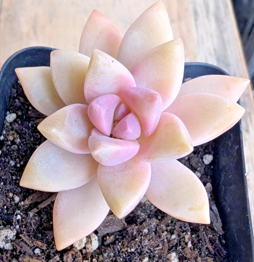 Pink Graptopetalum Paraguayense Ghost Plant – Live Succulent 2.5-Inch Rosette for Containers and Gardens
