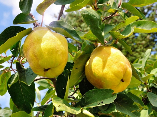 Honey Quince Unrooted Cuttings – 5 Fresh Cydonia oblonga Propagation Plant for Home Gardens