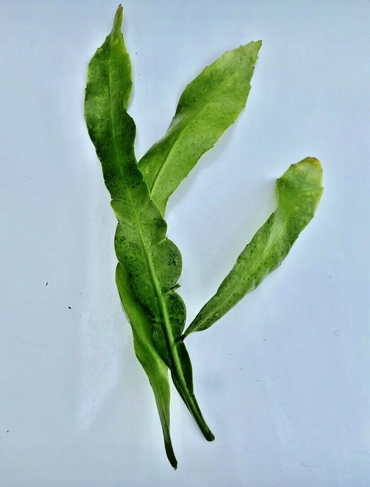 Night Blooming Cereus Cuttings – Epiphyllum Oxypetalum Orchid Cactus, Unrooted 8–10 Inch Trailing Plant for Propagation