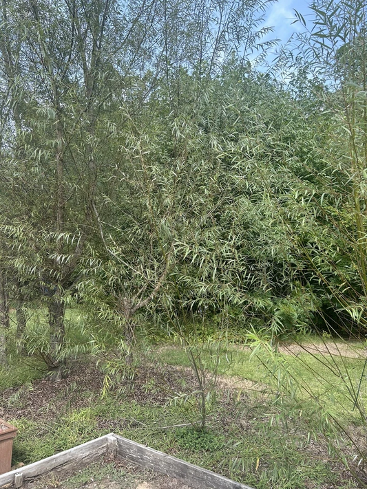 Hybrid Willow Tree Cuttings Set of 50 | Unrooted Salix Live Scions for Propagation and Garden Planting