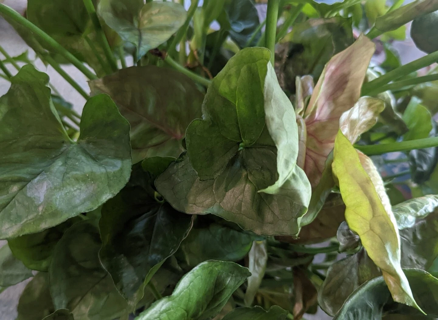 Syngonium Podophyllum Cuttings – Mango Allusion Variegated Houseplant Propagation Set of 5 Live Unrooted Indoor Plants