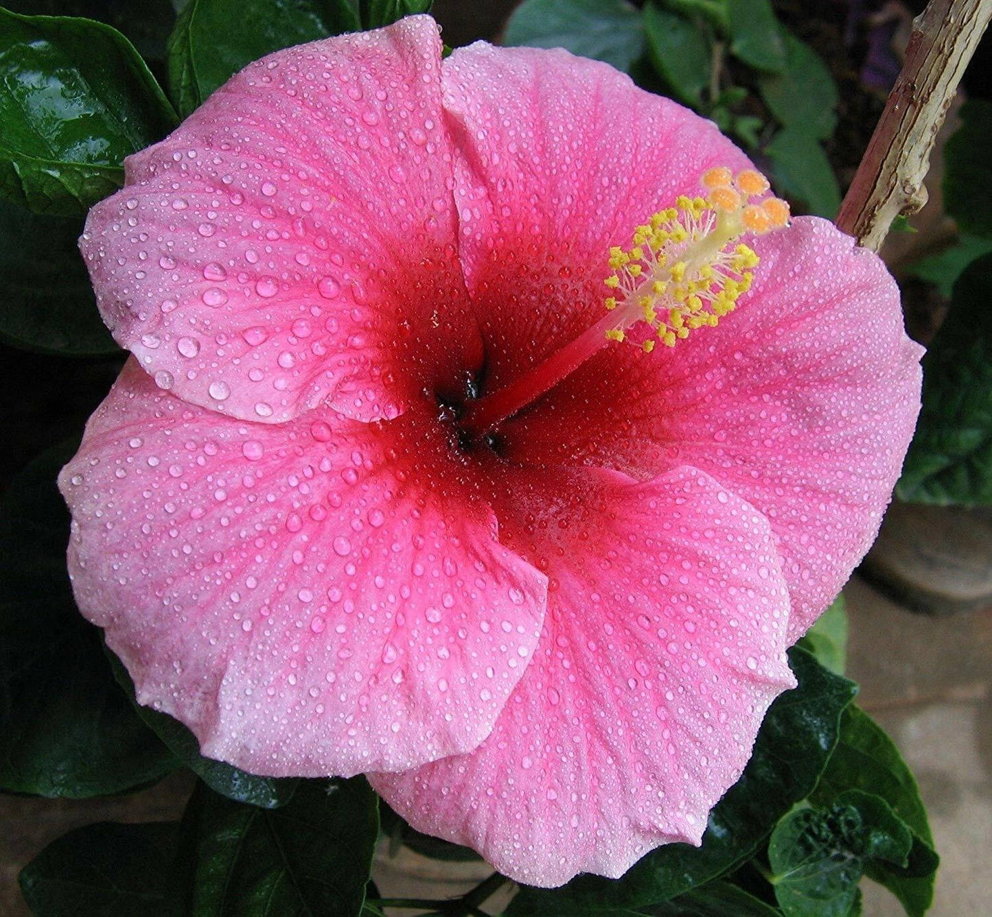 Hawaiian Pink Hibiscus Plant Cutting, Tropical Flower, Hibiscus rosa-sinensis, 2–4 Inch Live Propagation Material