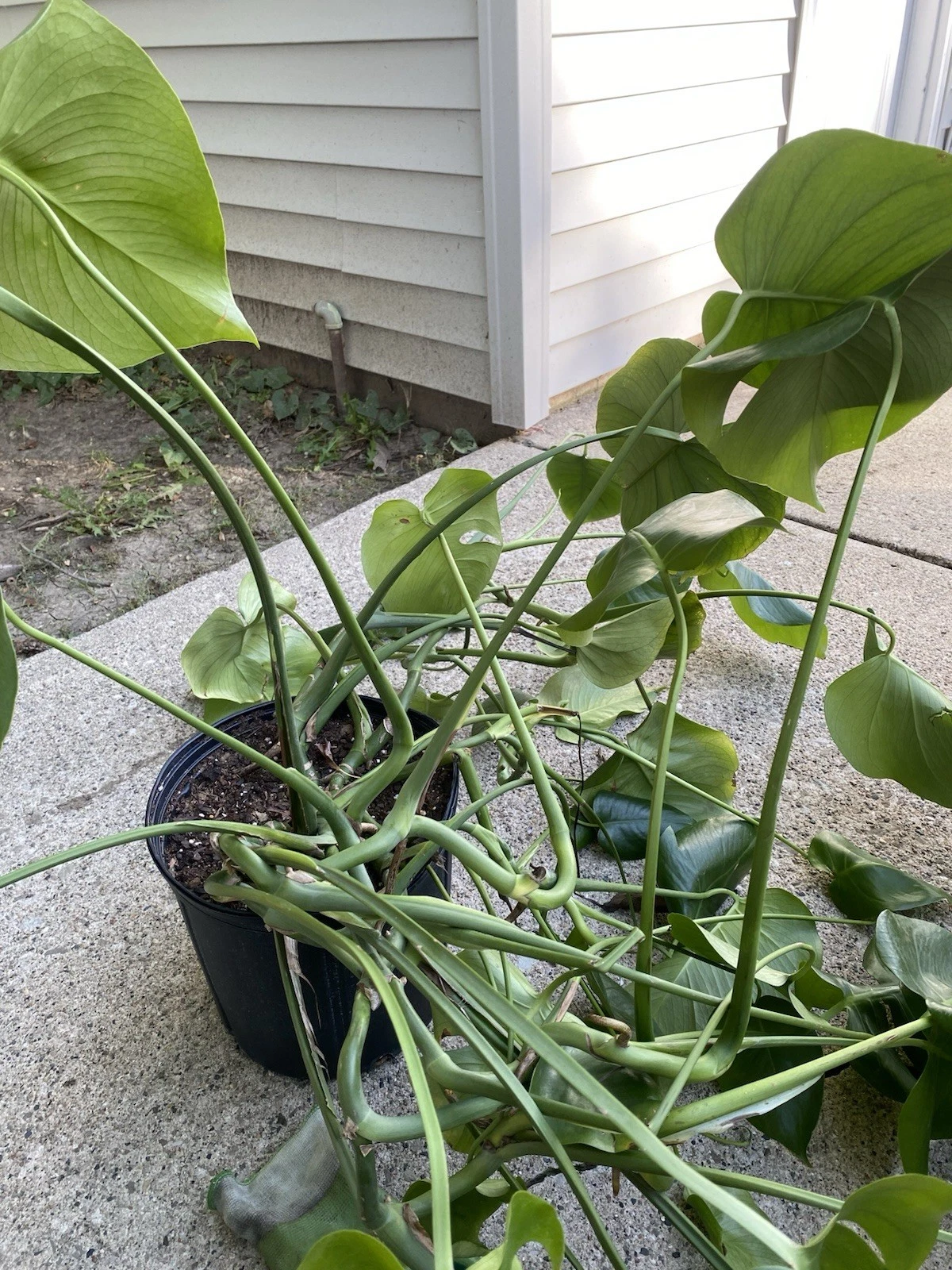Monstera Deliciosa Live Rooted Plant Cutting | Indoor Houseplant Starter | Tropical Foliage | Monstera deliciosa