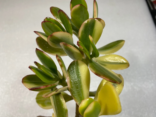 Lemon Lime Jade Variegated Succulent Cutting 4 Inch Crassula Ovata Propagation Plant