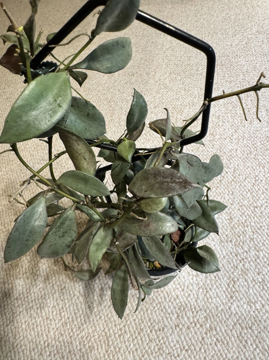Hoya Lacunosa Louisa’s Silver Cutting – Unrooted Vining Houseplant Propagation, Silver-Splashed Green Foliage