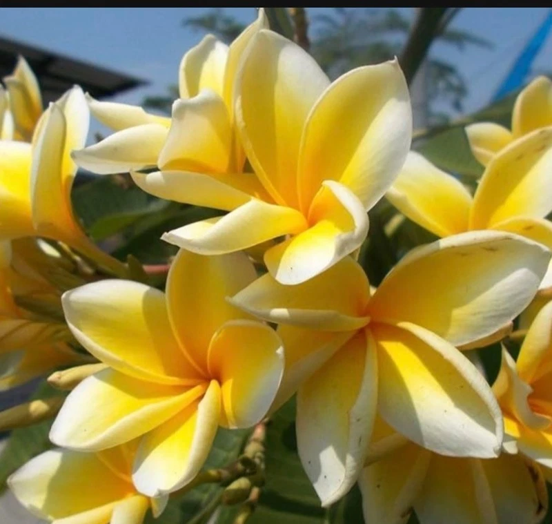 Yellow Hawaiian Plumeria Cutting 8 Inch Live Frangipani Cutting for Propagation - Plumeria spp.
