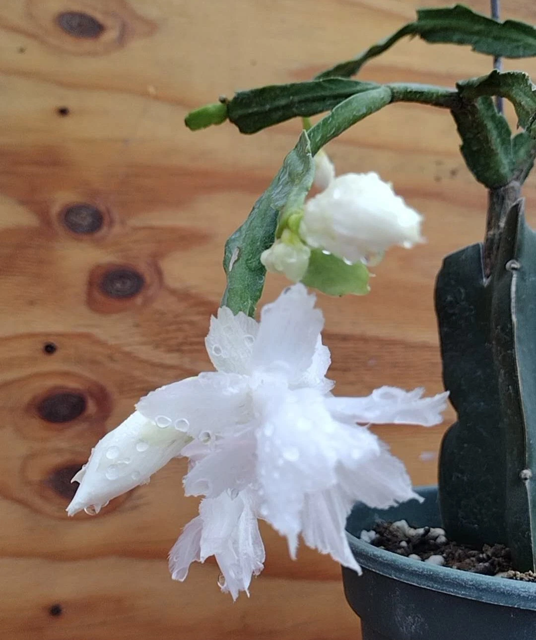 White Flamenco Schlumbergera Cuttings for Indoor Propagation, Thanksgiving Christmas Cactus No Root Plant Clippings