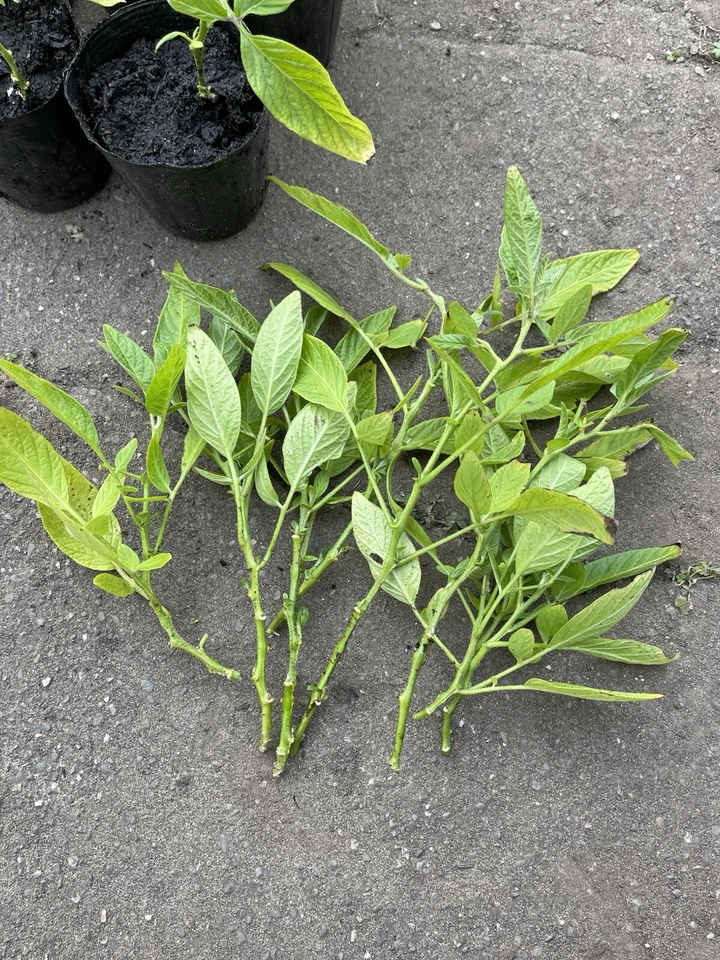 Pepino Melon Cuttings – Set of 10 Live Solanum Muricatum Vining Plant Propagation Material