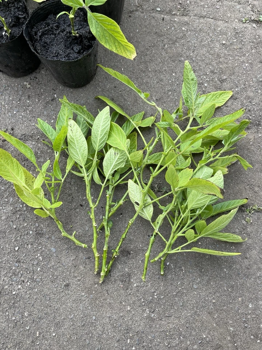 Pepino Melon Cuttings – Set of 10 Live Solanum Muricatum Vining Plant Propagation Material