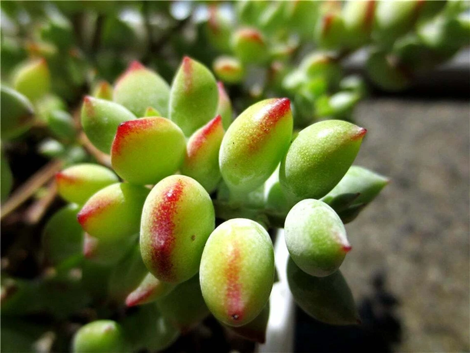 Cotyledon Pendens Unrooted Cuttings – 3 Rare Trailing Succulent Propagation Material for Indoor Containers