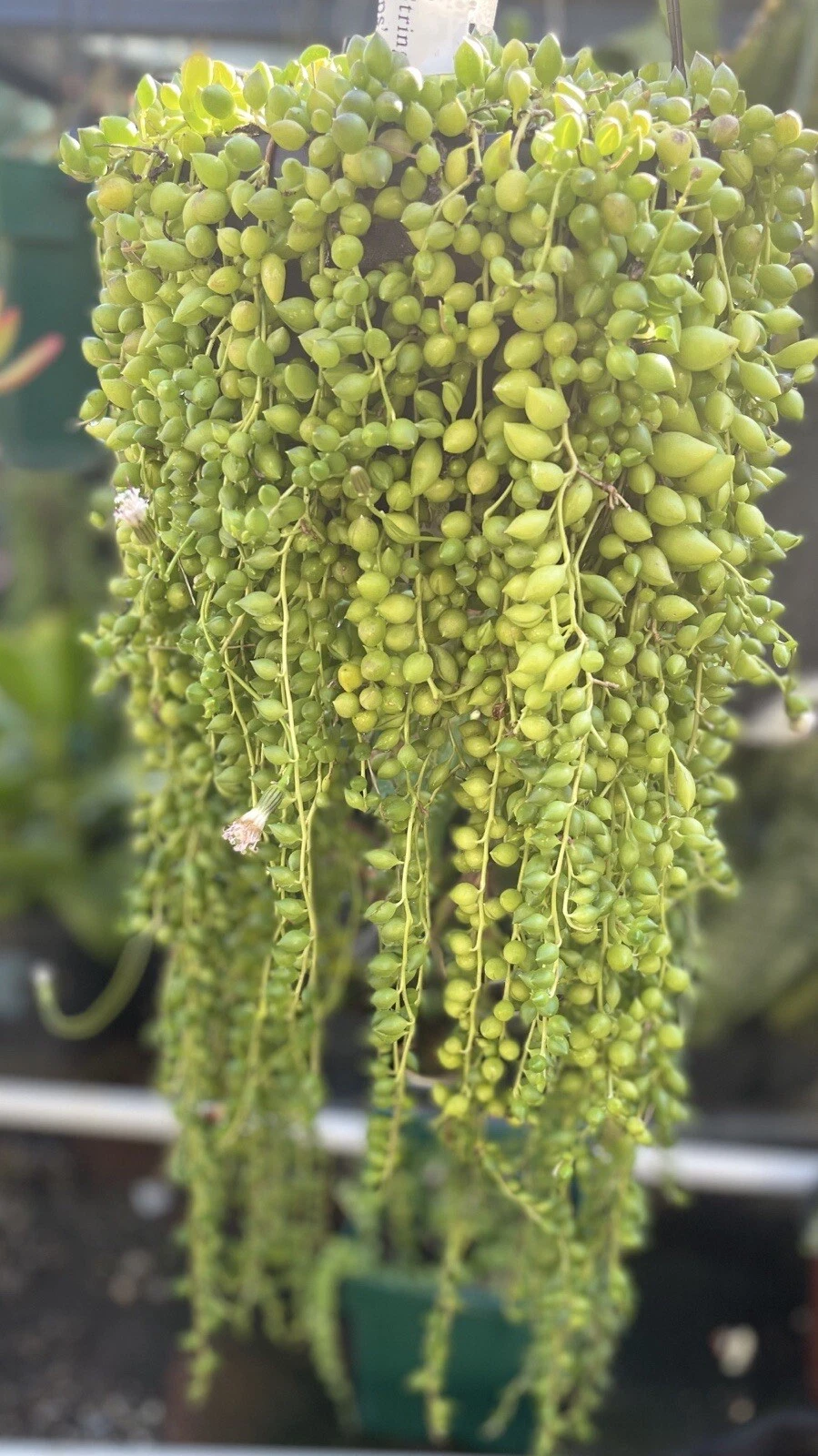String of Tears Succulent Cuttings - 15 Pack, Trailing Senecio herreianus, Indoor & Outdoor Hanging Plant, Propagation Ready