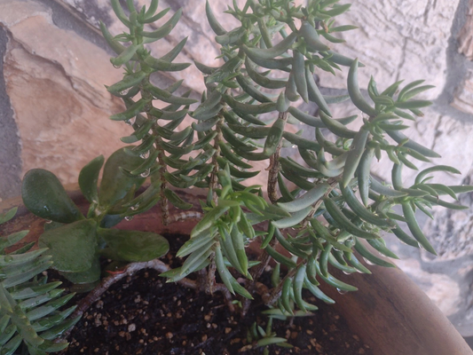 Mini Pine Crassula Tetragona Succulent Cuttings Set of 20 – Unrooted 8-Inch Border Plants
