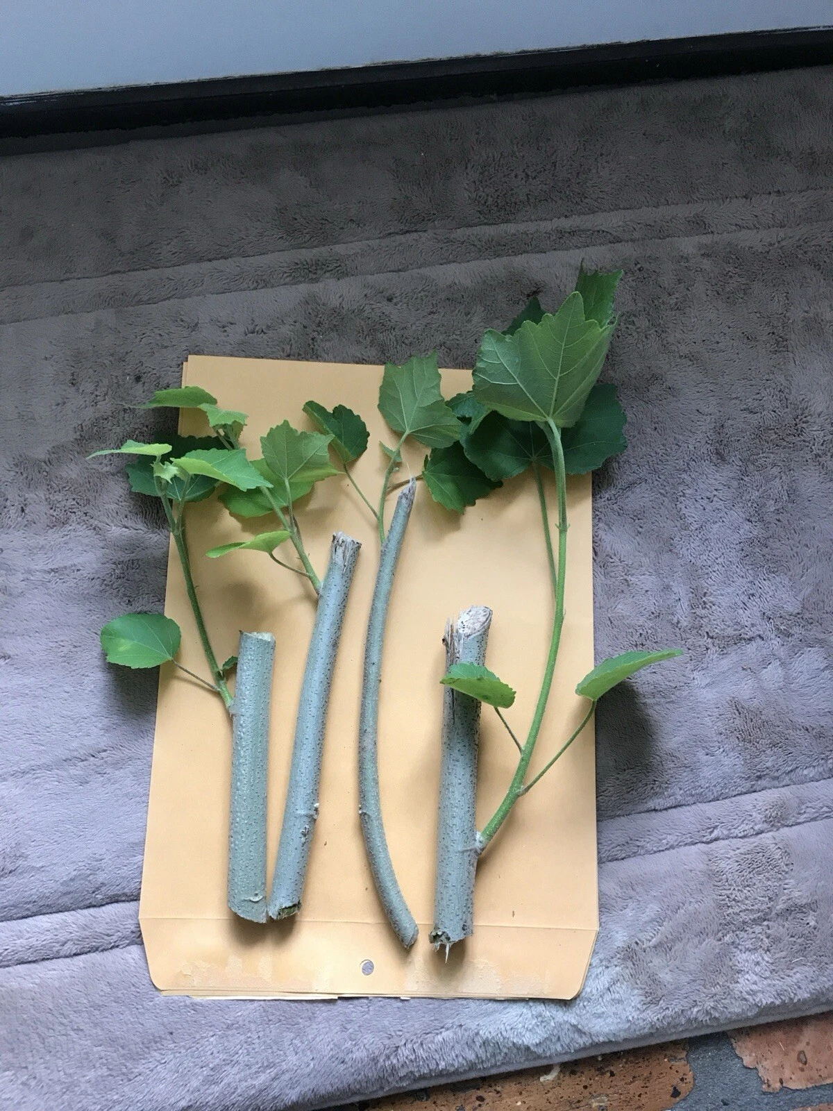 Confederate Rose Cuttings, Hibiscus Mutabilis, Unrooted 2 Pieces, Color Changing Flowers, Ornamental Shrub, Garden Plant