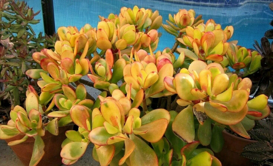 Hummel Sunset Jade Succulent Cuttings – 2 Live Unrooted Crassula Ovata Argentea Propagation Plants