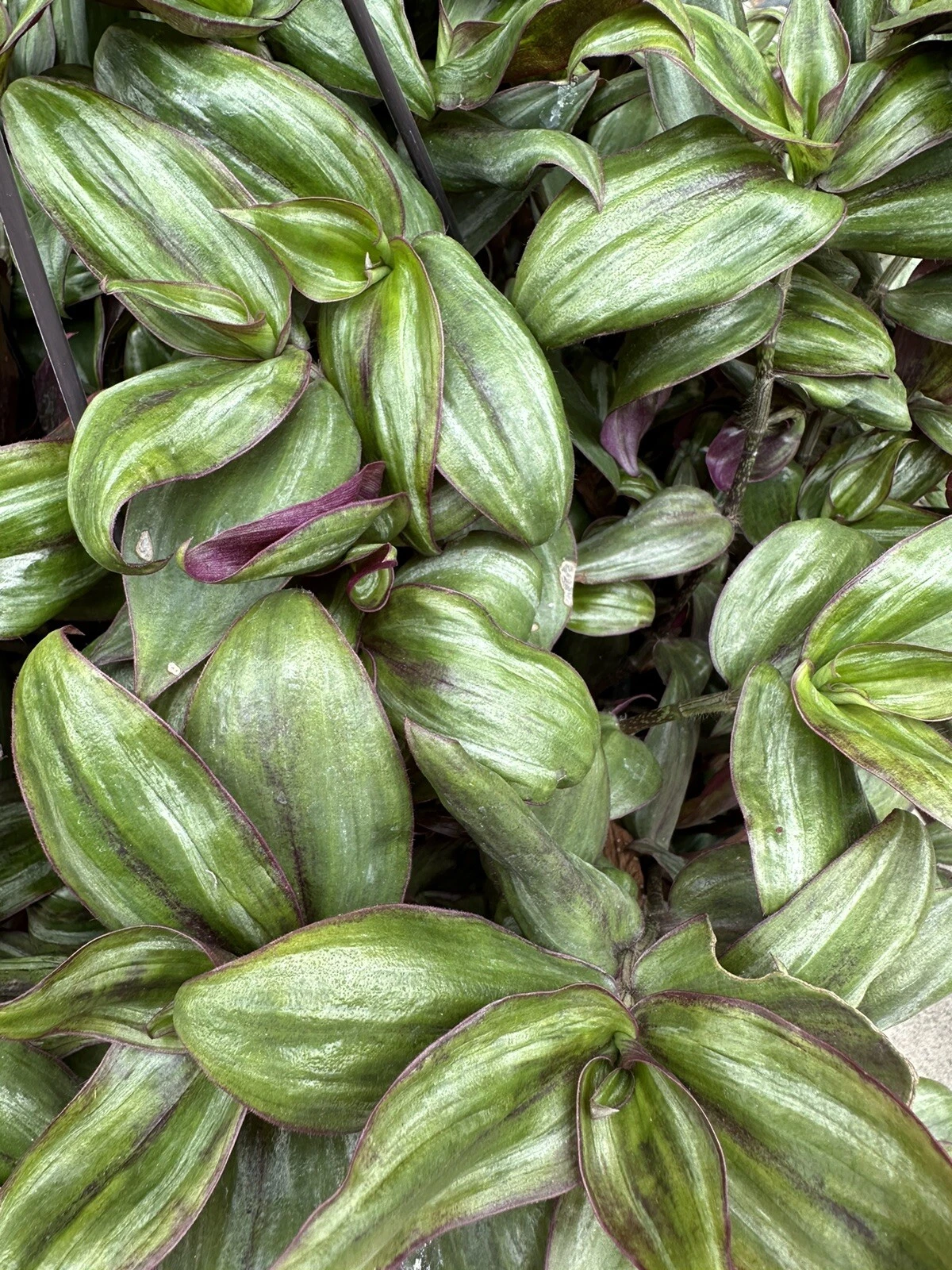 Tradescantia Zebrina ‘Red Gem’ Cuttings – 5 Unrooted Purple Red Trailing Houseplant, Indoor Plant Propagation