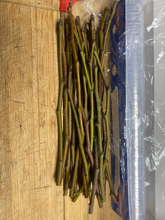 Olive Tree Cuttings – Fresh Unrooted Olea Europaea Propagation Stock for Gardening and Landscaping