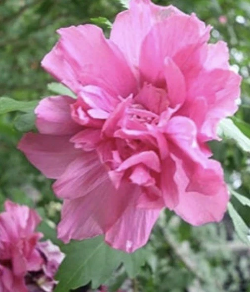 Double Pink Rose of Sharon Cuttings Set of 3 - Unrooted Hibiscus syriacus for Propagation - Hardy Flowering Shrub