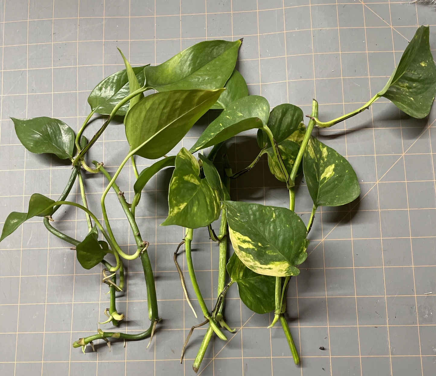 Golden Pothos Rooted Cuttings Set of 5 – Epipremnum Aureum Indoor Houseplants for Air Purification