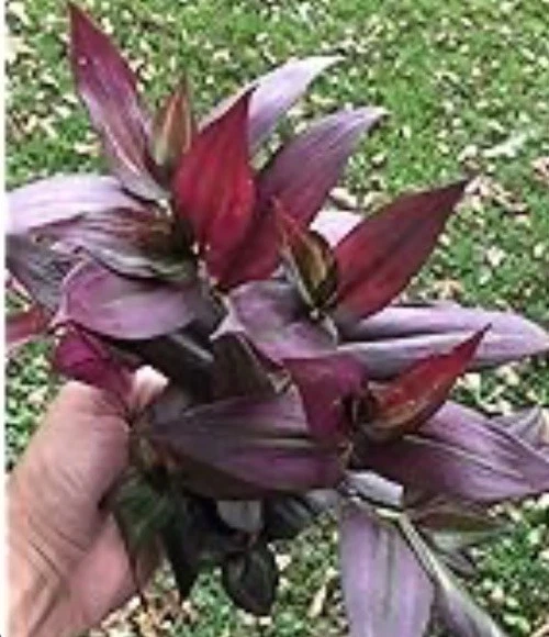 Tradescantia Red Gem Cuttings – 7 Live Unrooted Stems, Red Purple Foliage, Indoor Propagation Wandering Jew Plant