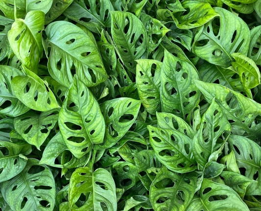Monstera Adansonii Swiss Cheese Plant Live Houseplant in 3 Inch Pot, Tropical Foliage, Climbing or Trailing