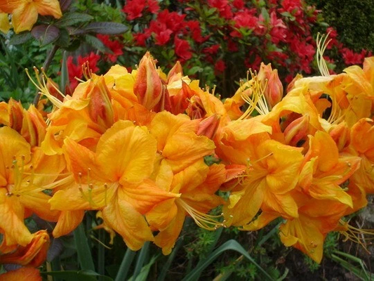 Klondyke Azalea Starter Plant – Rhododendron deciduous shrub, colorful blooms, live rooted small plant for garden or container