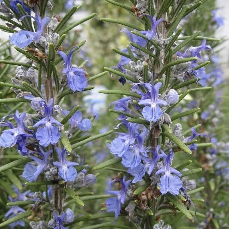 Rosemary Live Cuttings – 12 Fresh 10-Inch Herb Plants Grown in USA for Culinary & Garden Use