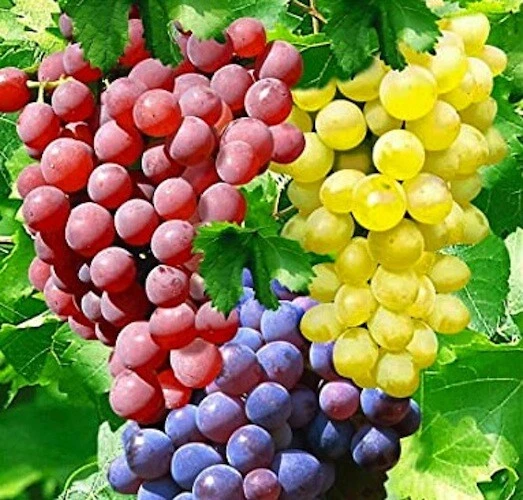 Hardy Grape Vine Cuttings Trio – 15 Vitis Propagation Set for Cold Climate Gardening, Durable Vines for Vineyard Expansion