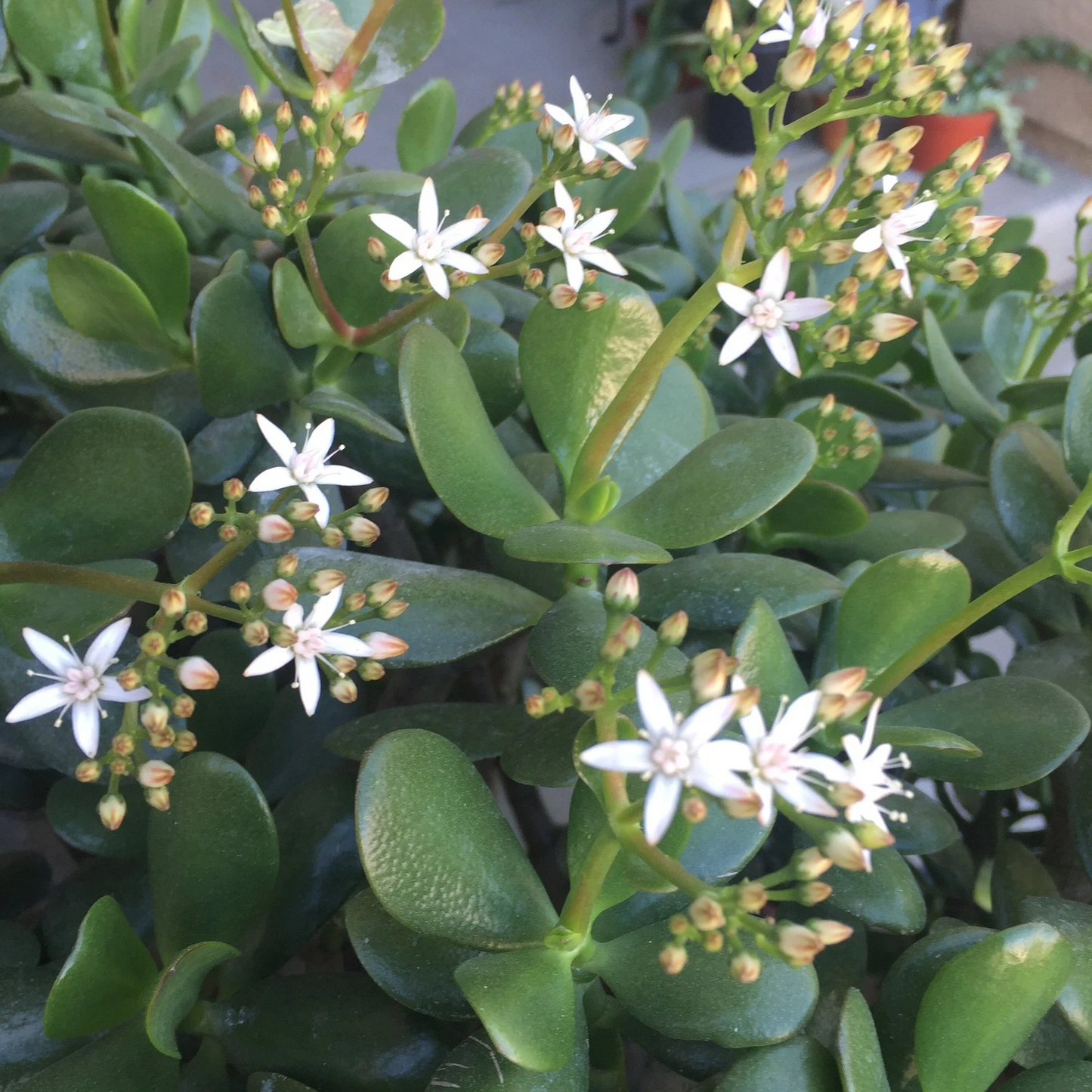 Crassula Ovata Red Jade Succulent Plant Cuttings - Flowering Variety, 2 Pieces, Easy Care, Vibrant Red-Tinted Leaves