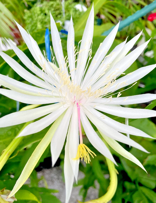 Night Blooming Cereus Rooted Plant 4-Inch Pot Epiphyllum Oxypetalum White Flower Cactus Indoor Outdoor