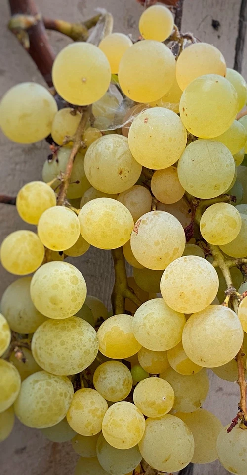 Golden Muscat Grape Cuttings – 4 Live Vitis Vinifera Grafting and Rooting Cuttings with 2–3 Nodes