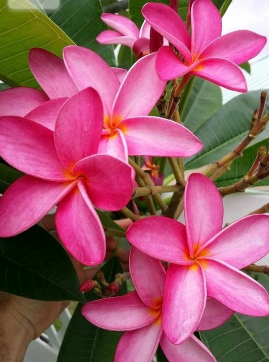 Hawaiian Fuchsia Pink Plumeria Cutting – Fresh Unrooted Frangipani Tropical Flower Plant, Pink Bloom, Garden, Patio, Outdoor