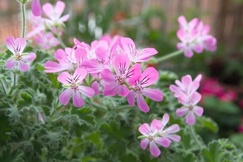 Rose Scented Geranium Cuttings – 6 Fresh Pelargonium graveolens Unrooted Plant Clippings with Fragrant Rose-Like Leaves