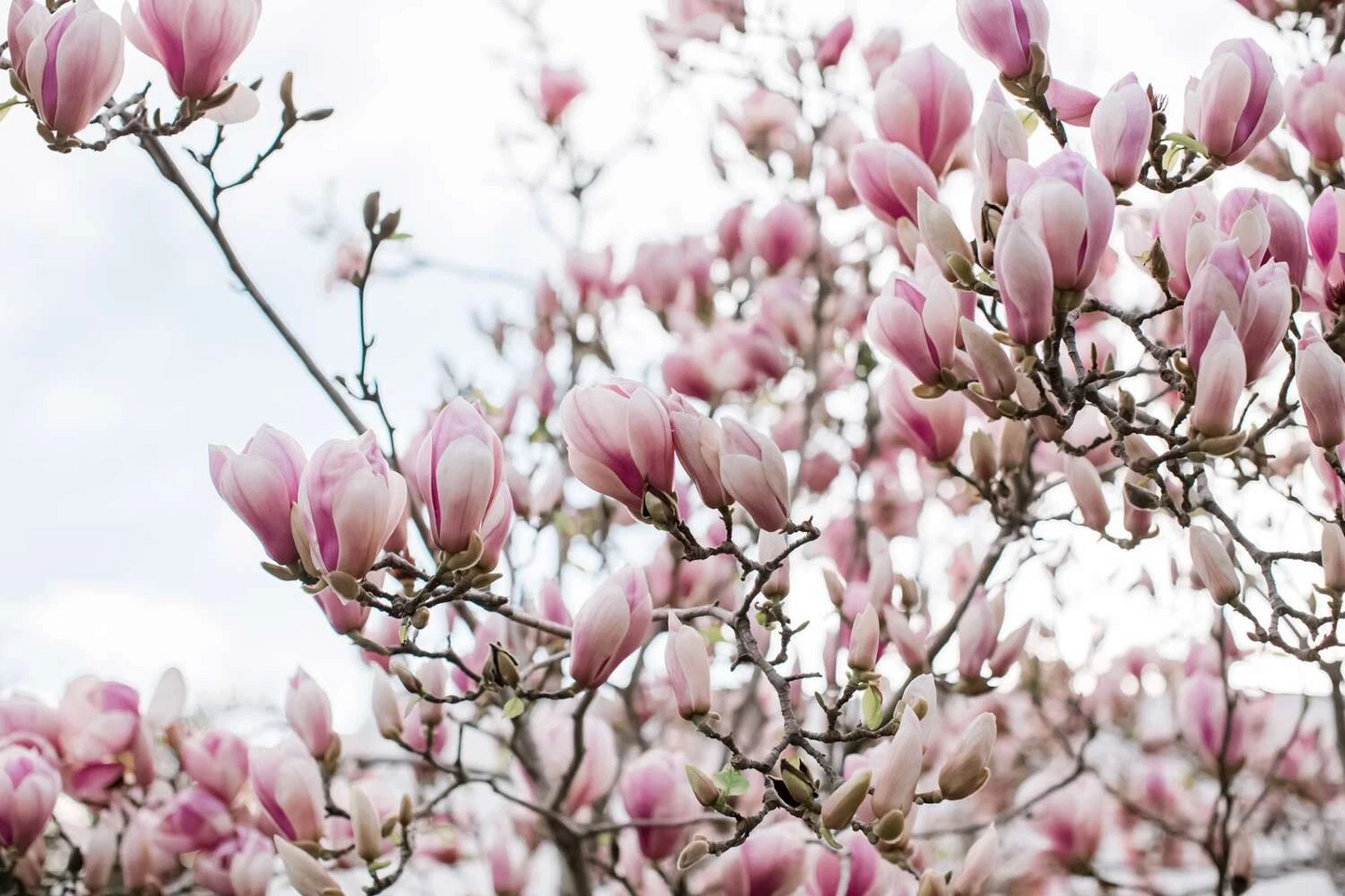 Saucer Pink Magnolia Cuttings – 10 Unrooted Propagation Flowering Tree Magnolia soulangeana