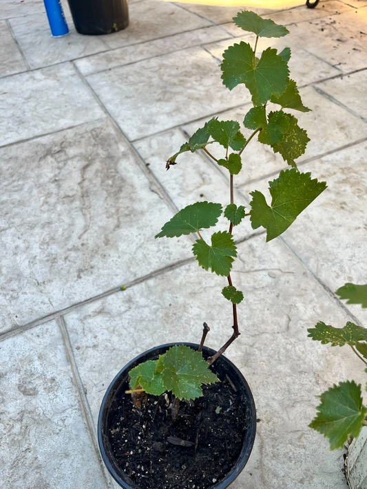 Kyoho Grape Plants – 2 Live Vitis labruscana ‘Kyoho’ Fruit Vines for Outdoor Garden or Vineyard