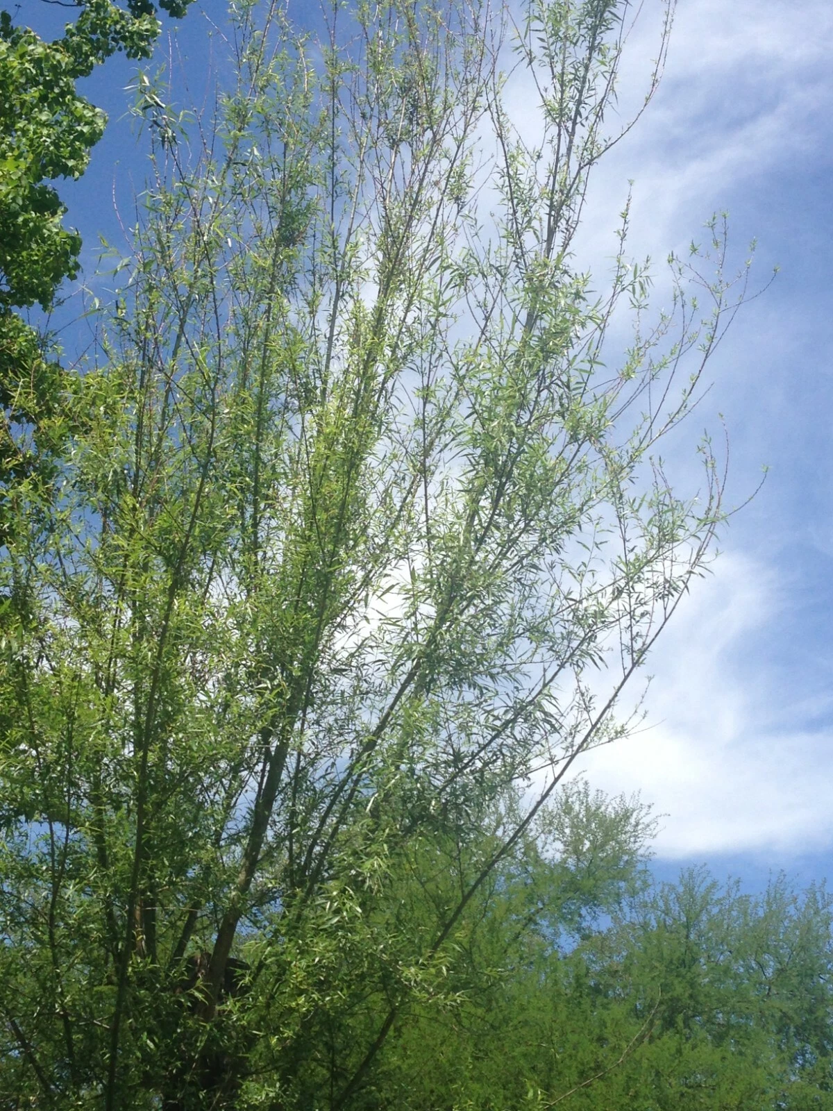 Willow Tree Cuttings – 18 Live Unrooted Salix Stems for Propagation, 5-8 Inch Fresh Deciduous Tree Clippings