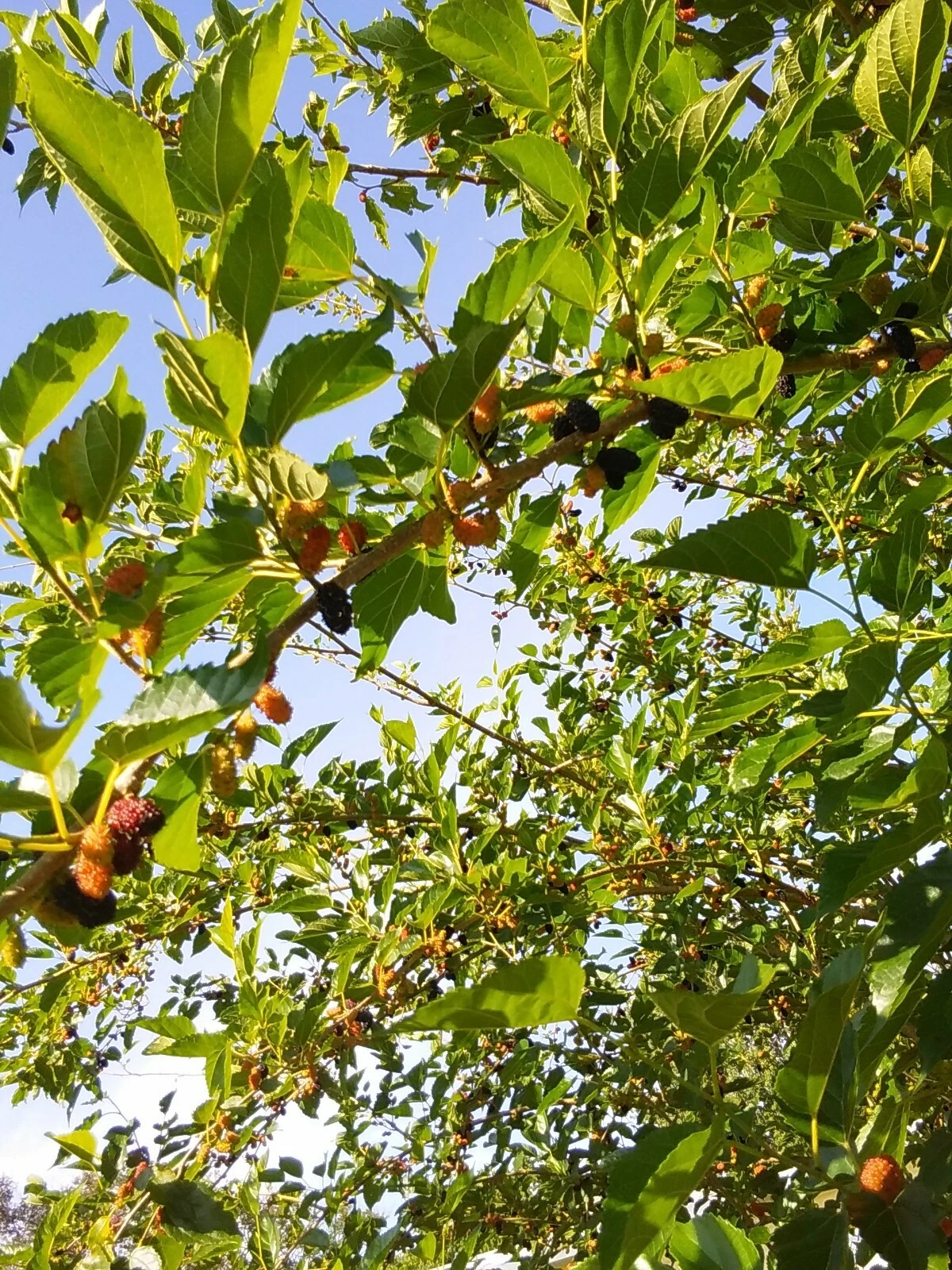6 Red Mulberry Tree Cuttings, Morus Rubra, Unrooted Propagation, Fruit Tree Planting, 6-8 Inches