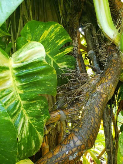 Golden Queen Hawaiian Pothos Node Cutting Live - Variegated Fenestrated Leaf for Propagation, Aerial Root Segment, Houseplant