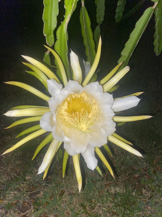 Night Blooming Cereus Live Plant – Queen of the Night Epiphyllum Oxypetalum Orchid Cactus with Fragrant White Flowers