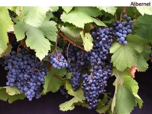 Hardy Blue Grape Cuttings – 10 Dormant Cold Climate Grape Vine for USA, Canada, Scandinavia | Vitis vinifera