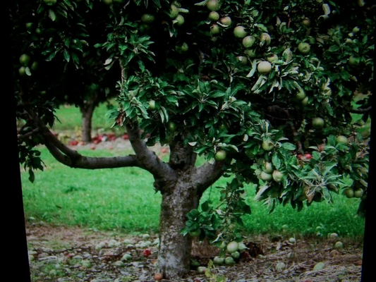 Granny Smith Apple Tree Cuttings - 12 Live Unrooted Semi-Dwarf Malus domestica for Propagation