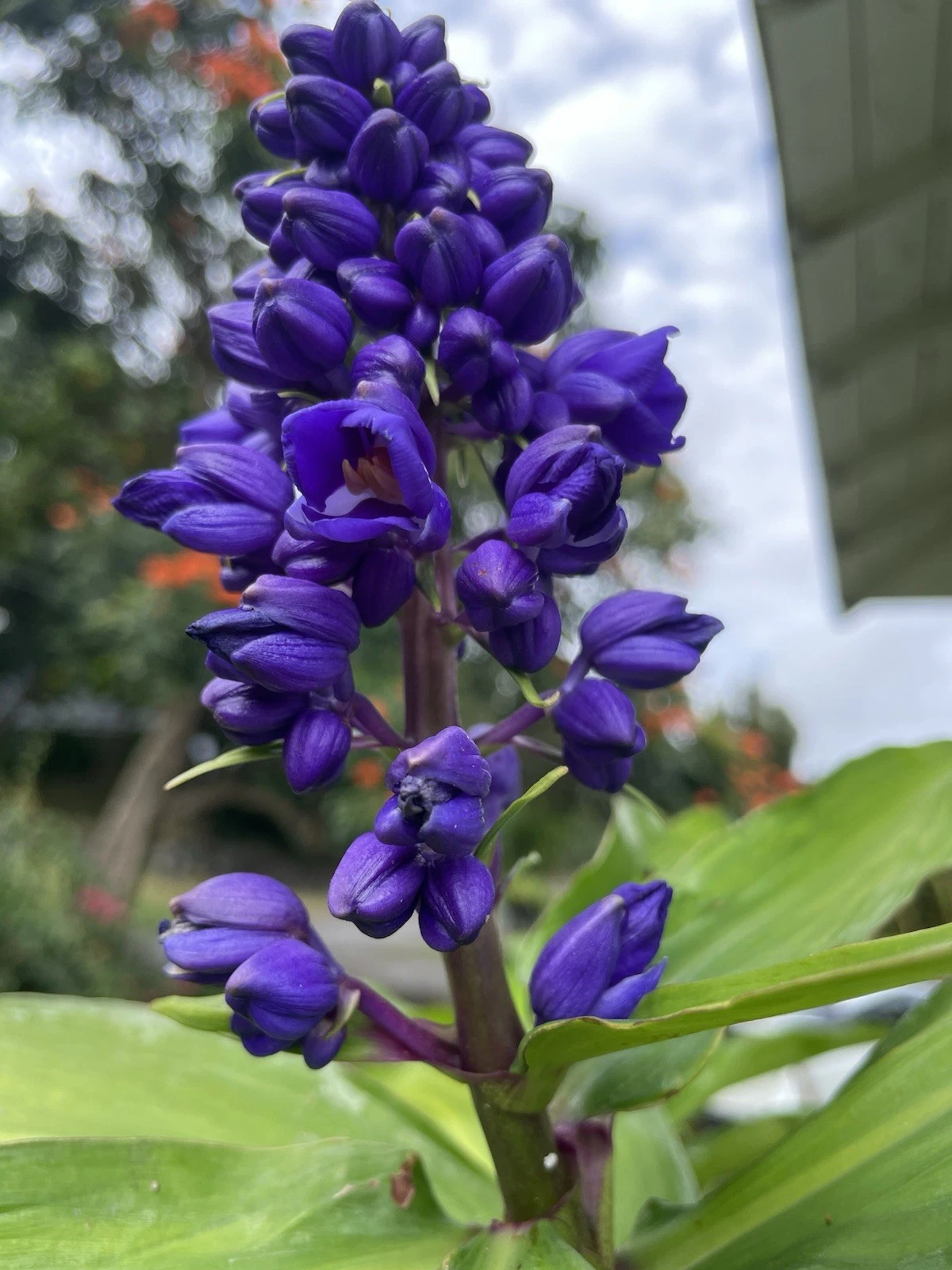 Blue Ginger Plant Cuttings – 8 Dichorisandra Thyrsiflora Hawaiian Ornamental Tropical Garden Plant